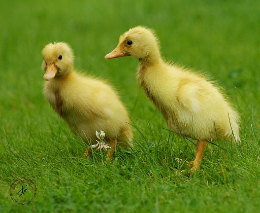 Indian Runner Duckling 9W027D-043.JPG